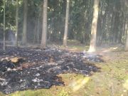 Mittelbrand Wald